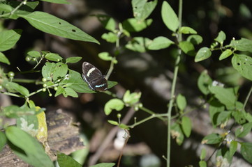 nature
