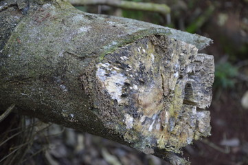 bark of tree