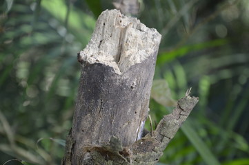 Nature
