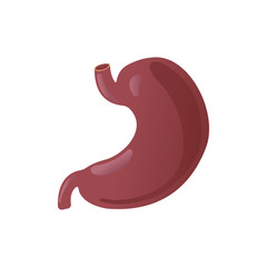 Vector realistic human stomach icon isolated on white background