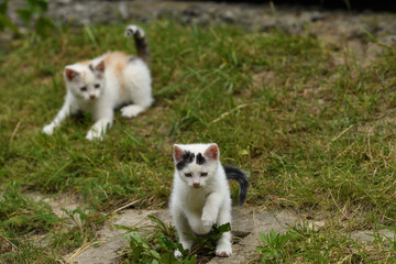 small cats playful together on the grass