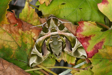Daphnis nerii (LINNAEUS, 1758) Oleanderschwärmer 07.09.2011 Zuchtexpemplar (DE, Leverkusen , NRW)