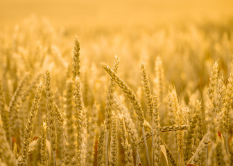 Field of ripe wheat on colorful sunset. Rural landscape.