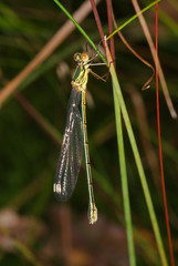 Lestes viridis, Vander Linden, 1825 Weidenjungfer 10.07.2011 DE, NRW, LeichlingenSONY DSC