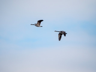 A pair of Canada geese in flight