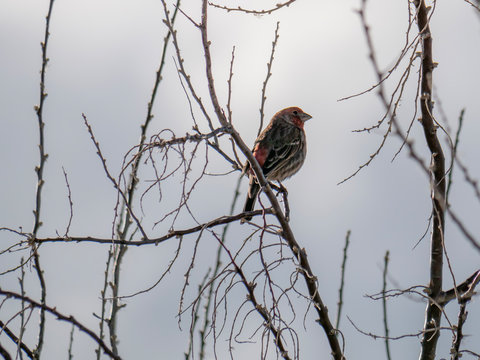 Male House Finch at a tree in winter