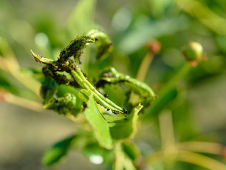a colony of pests that destroy fruit trees. parasite. aphid