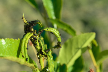 a colony of pests that destroy fruit trees. parasite. aphid