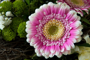 Beautiful close-up of a pink, white and yellow gerbera flower blossom