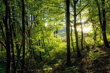 Obraz premium green leaves shine in the sun