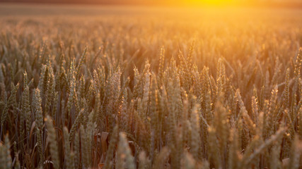 Field of ripe wheat on colorful sunset. Rural landscape.