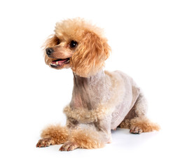Groomed Toy Poodle posing