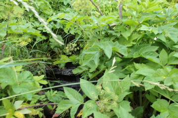 Fototapeta premium lettuce in the garden