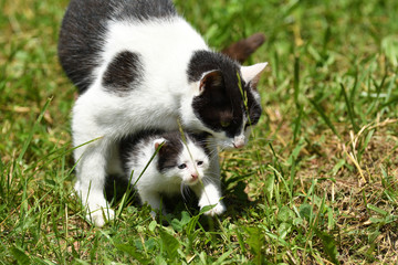 Naklejka na ściany i meble lmother cat and small kitten walk together mother love