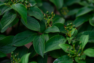 Beautiful greenery in the summer park