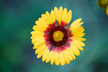 Beautiful flower against the backdrop of greenery, outdoors under natural lighting