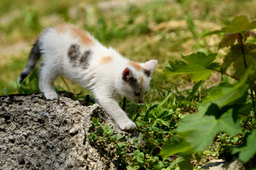 Naklejka na ściany i meble small cats playful together on the grass
