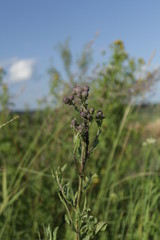 wild flowers in field