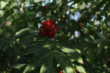 red berries on tree