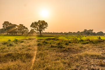 Fototapeta premium Awesome looking of sunrise in morning with red sun shine with farmland background.