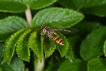Episyrphus balteatus (De Geer, 1776) Hainschwebfliege 30.07.2011 DE, NRW, Leverkusen-Opladen