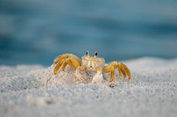 Ghost Crab