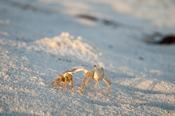 Face off