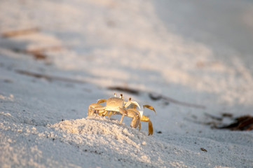 Ghost Crabs