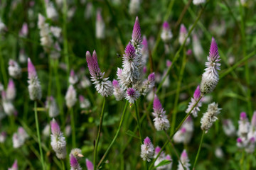 Fototapeta premium plumed cockscomb colorful flower close view looking awesome in an a Indian field.