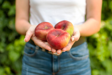 Isolated young woman holding some red plane peaches in her hands. Prunus persica platycarpa. Chinese, plane peach. Varieties: Galaxy, regalcake Aitona fruits