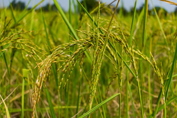 Indian paddy farm close view looking awesome before harvesting.