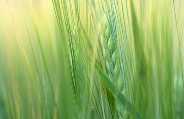 Wheat field in early summer, green wheat spoon