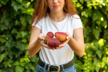 Isolated young woman holding some red plane peaches in her hands. Prunus persica platycarpa. Chinese, plane peach. Varieties: Galaxy, regalcake Aitona fruits