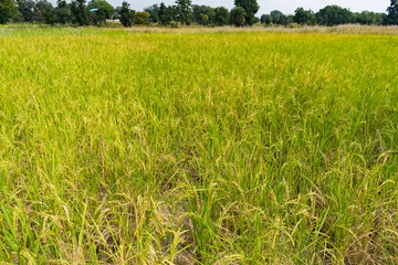 Indian paddy farm close view looking awesome before harvesting.