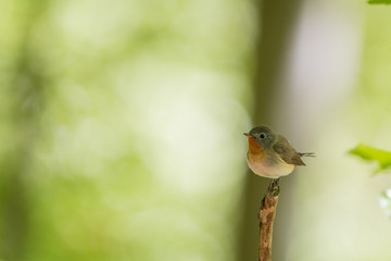Red-breasted flycatcher (Ficedula parva). A small forest bird on a green background. Bieszczady Muntains. Poland