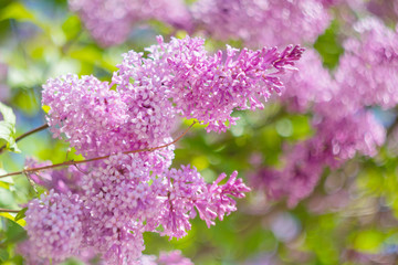 Obraz premium Blooming purple lilac closeup. The concept of beautiful summer flowering, natural beauty. Springtime and summer. Space for text, floral background.