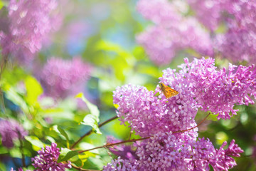 Obraz premium Blooming purple lilac closeup. The concept of beautiful summer flowering, natural beauty. Springtime and summer. Space for text, floral background.