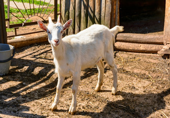 Obraz premium White milk goats in a pen near the barn.