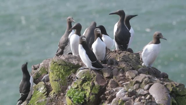 A group of nesting guillemots (Uria aalge) on the cliffs of the Isle of May