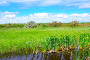 Wet lake with aquatic vegetation and sky.