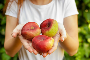 Isolated young woman holding some red plane peaches in her hands. Prunus persica platycarpa. Chinese, plane peach. Varieties: Galaxy, regalcake Aitona fruits