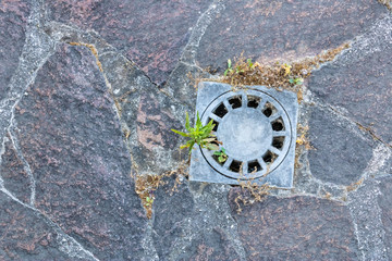 Street storm drain closeup with the  paving stones and plants growing from it - Image