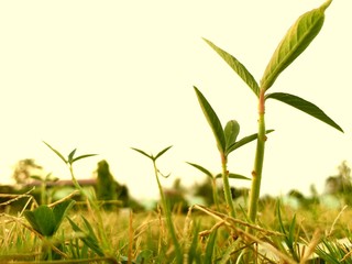 green grass on white background