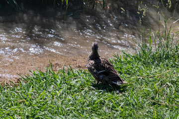 The female mallard (Anas platyrhynchos, wild duck) looking at the river - Image