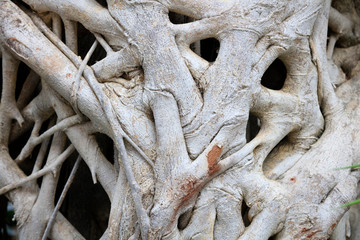 Ficus microcarpa tree root feature