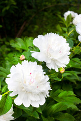 Close-up of white peony on green garden background