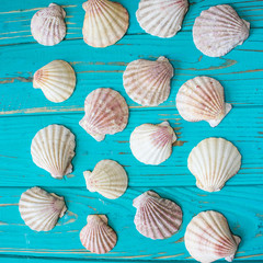 Seashells on a blue background. View from above.