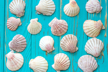 Seashells on a blue background. View from above.