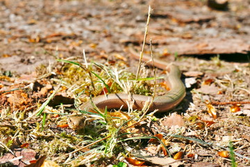 Blind worm on the forest ground in the sun