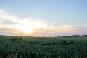 Fototapeta premium Beautiful countryside with green wheat fields landscape